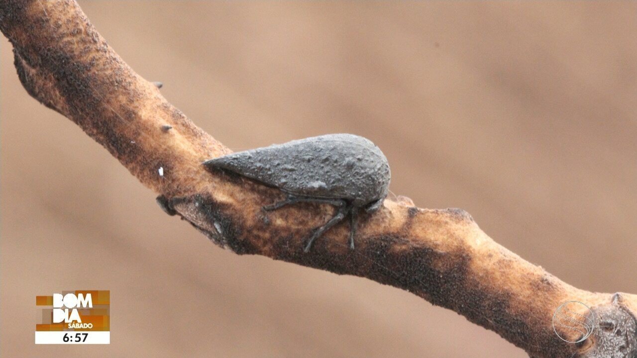 Imagem para Insetos e Plantas: Descoberta Revela Interação Invisível