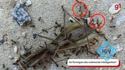 Imagem para A Surpreendente Inteligência das Formigas e o que elas Podem Ensinar a Nós