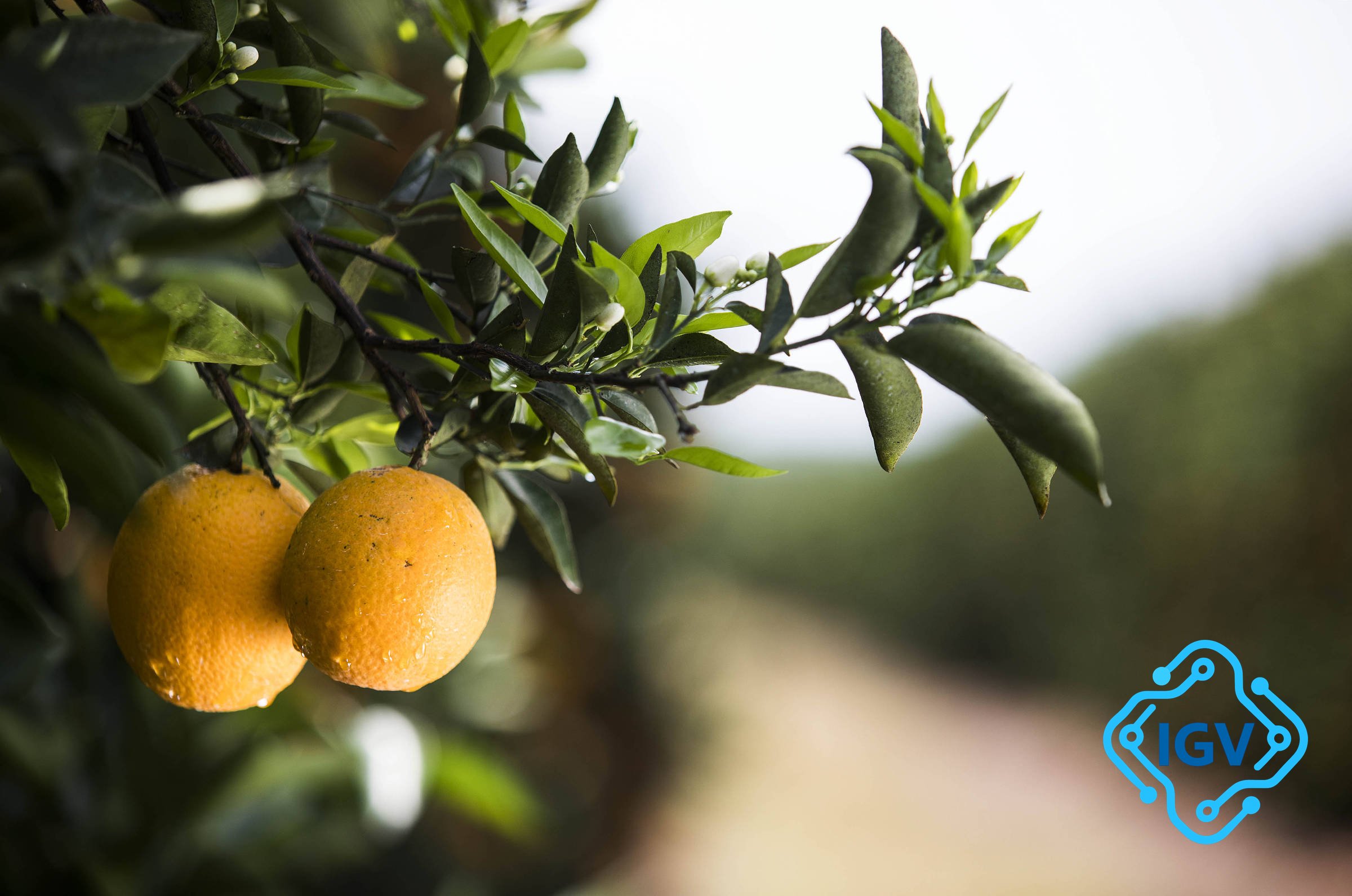 Imagem para Empresa Americana Processa Tarifas de Trump Sobre Suco de Laranja do Brasil