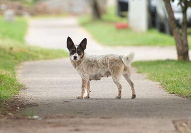 Imagem para Porto Alegre Pode Reconhecer Cães Comunitários como Parte da Cidade