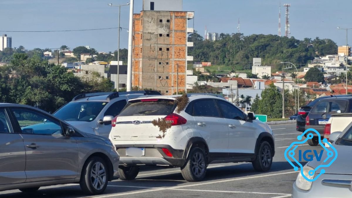 Imagem para Enxame de abelhas em estacionamento da Havan em Barra Velha chama atenção e gera alerta