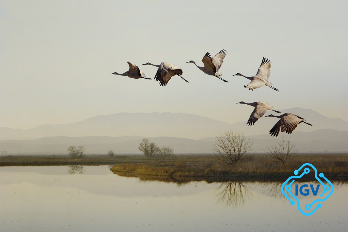 Imagem para Migração das Aves: Descubra Comoelas Voam Sem Se Perder