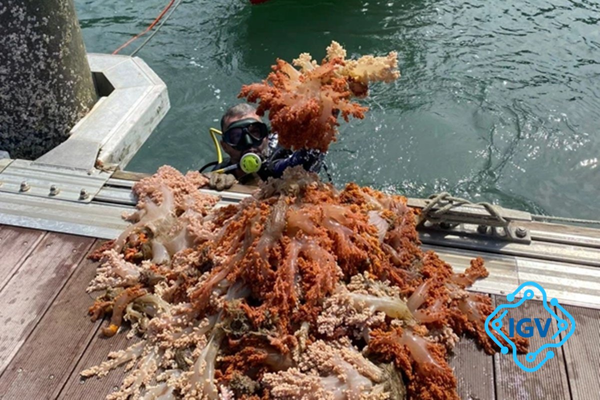 Imagem para Operação remove mais de cinco toneladas de espécie invasora de corais da Baía de Todos os Santos