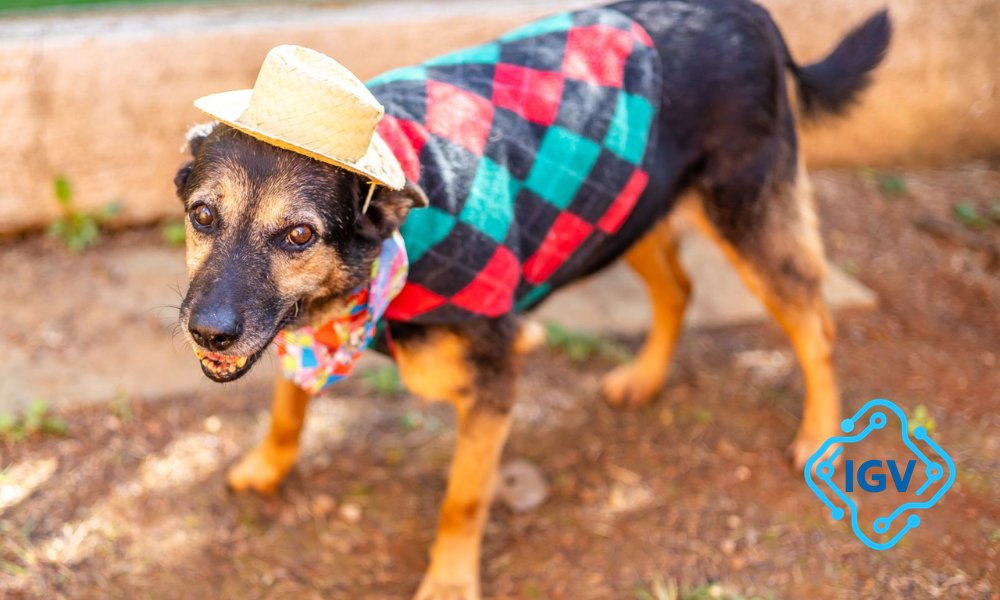 Imagem para Arraiá Pet: Adoção de Animais com Clima de Festa Julina em São Paulo