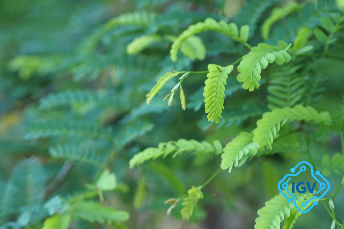 Imagem para Leucena: A Planta Que Virou Inimiga do Meio Ambiente no Brasil