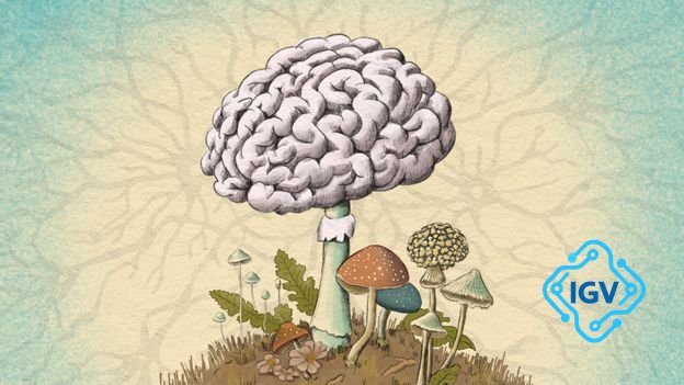 Imagem para Fungos dentro do corpo humano: Descobertas sobre sua influência na saúde mental e doenças neurodegenerativas