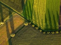 Imagem para Trump impõe tarifas de 50% e força novos rumos no comércio Brasil-EUA